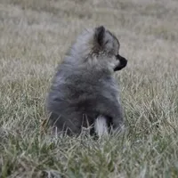 Tara, a female Pomeranian for sale in Melvern, KS – Photo 2 of 10