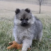 Tara, a female Pomeranian for sale in Melvern, KS – Photo 1 of 10
