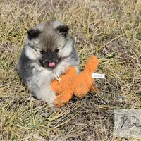 Tara, a female Pomeranian for sale in Melvern, KS – Photo 6 of 10