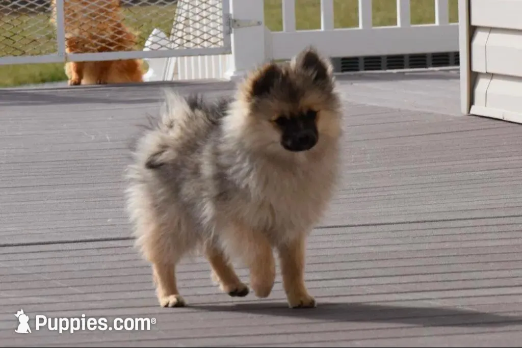 Tara – Pomeranian puppy for sale in Melvern, KS