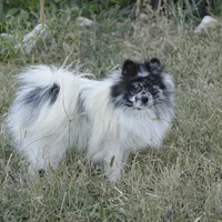 Tara, a female Pomeranian for sale in Melvern, KS – Photo 10 of 10