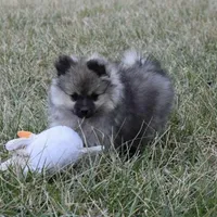 Tara, a female Pomeranian for sale in Melvern, KS – Photo 5 of 10
