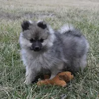 Tara, a female Pomeranian for sale in Melvern, KS – Photo 4 of 10