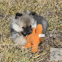 Tara, a female Pomeranian for sale in Melvern, KS – Photo 7 of 10