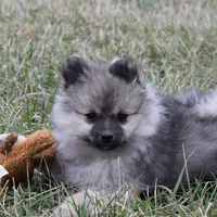 Tara, a female Pomeranian for sale in Melvern, KS – Photo 3 of 10
