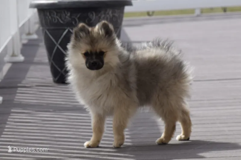 Tara – Pomeranian puppy for sale in Melvern, KS