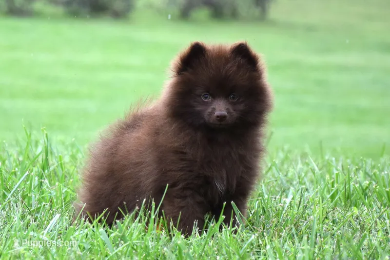 Jewel – Pomeranian puppy for sale in Melvern, KS
