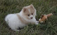 Peanut, a male Pomeranian for sale in Melvern, KS – 2 of 7