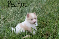 Peanut, a male Pomeranian for sale in Melvern, KS – 7 of 7