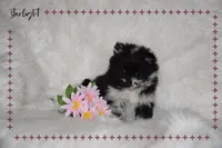 Starlight, a female Pomeranian for sale in Melvern, KS – Photo 5 of 8