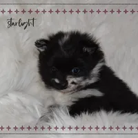 Starlight, a female Pomeranian for sale in Melvern, KS – Photo 4 of 8