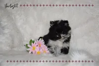 Starlight, a female Pomeranian for sale in Melvern, KS – Photo 1 of 8