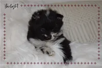 Starlight, a female Pomeranian for sale in Melvern, KS – Photo 3 of 8