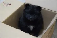 Treva, a female Pomeranian for sale in Melvern, KS – Photo 2 of 7
