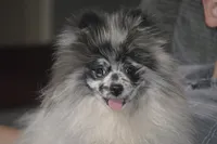 Treva, a female Pomeranian for sale in Melvern, KS – Photo 5 of 7