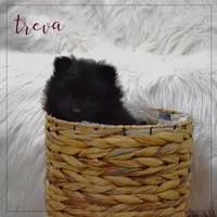 Treva, a female Pomeranian for sale in Melvern, KS – Photo 3 of 7