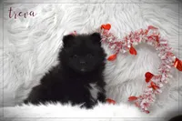 Treva, a female Pomeranian for sale in Melvern, KS – Photo 1 of 7