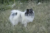 Treva, a female Pomeranian for sale in Melvern, KS – Photo 6 of 7