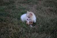Peanut, a male Pomeranian for sale in Melvern, KS – 6 of 7
