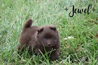Jewel, a female Pomeranian for sale in Melvern, KS – 3 of 8