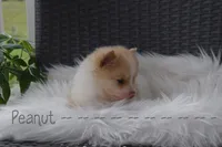 Peanut, a male Pomeranian for sale in Melvern, KS – 5 of 7