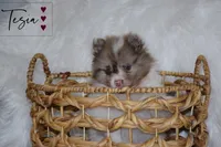 Tesia, a female Pomeranian for sale in Melvern, KS – Photo 3 of 7