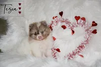 Tesia, a female Pomeranian for sale in Melvern, KS – Photo 1 of 7