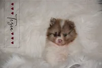 Tesia, a female Pomeranian for sale in Melvern, KS – Photo 4 of 7