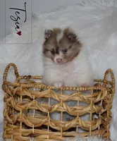 Tesia, a female Pomeranian for sale in Melvern, KS – Photo 2 of 7