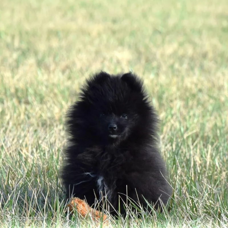 Moonlight – Pomeranian puppy for sale in Melvern, KS