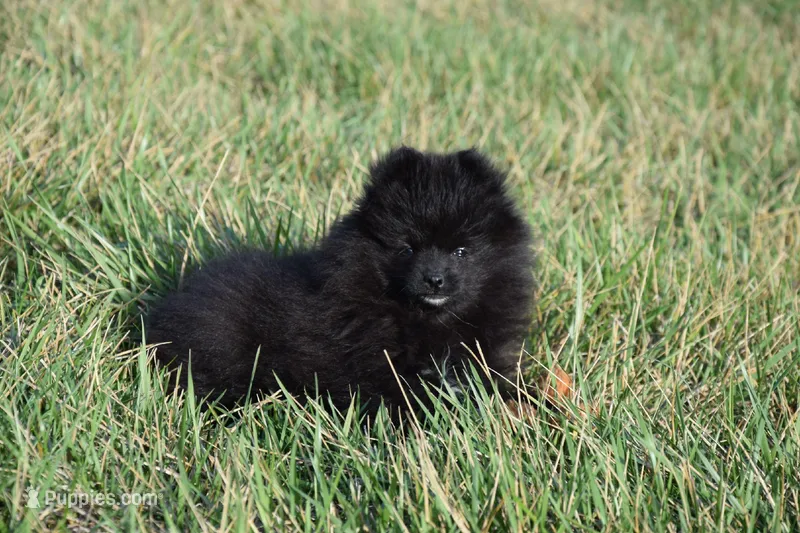 Moonlight – Pomeranian puppy for sale in Melvern, KS