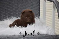 Jewel, a female Pomeranian for sale in Melvern, KS – 5 of 8