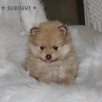 Sunlight, a male Pomeranian for sale in Melvern, KS – Photo 5 of 10