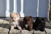 Sunlight, a male Pomeranian for sale in Melvern, KS – Photo 7 of 10