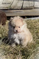 Sunlight, a male Pomeranian for sale in Melvern, KS – Photo 3 of 10