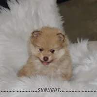 Sunlight, a male Pomeranian for sale in Melvern, KS – Photo 4 of 10