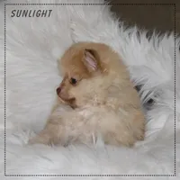 Sunlight, a male Pomeranian for sale in Melvern, KS – Photo 6 of 10