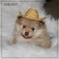 Sunlight, a male Pomeranian for sale in Melvern, KS – Photo 2 of 10
