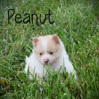 Peanut, a male Pomeranian for sale in Melvern, KS – 2 of 7