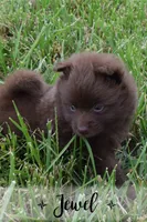 Jewel, a female Pomeranian for sale in Melvern, KS – 7 of 8