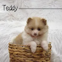Teddy, a male Pomeranian for sale in Melvern, KS – Photo 3 of 7