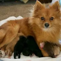 Teddy, a male Pomeranian for sale in Melvern, KS – Photo 10 of 10