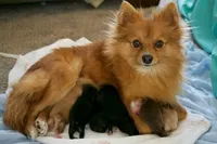 Teddy, a male Pomeranian for sale in Melvern, KS – Photo 7 of 7