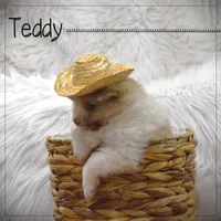 Teddy, a male Pomeranian for sale in Melvern, KS – Photo 4 of 7