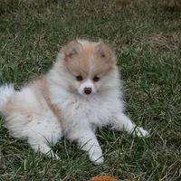 Teddy, a male Pomeranian for sale in Melvern, KS – Photo 2 of 10