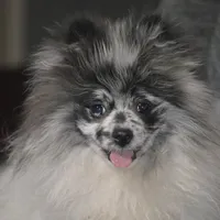 Teddy, a male Pomeranian for sale in Melvern, KS – Photo 8 of 10