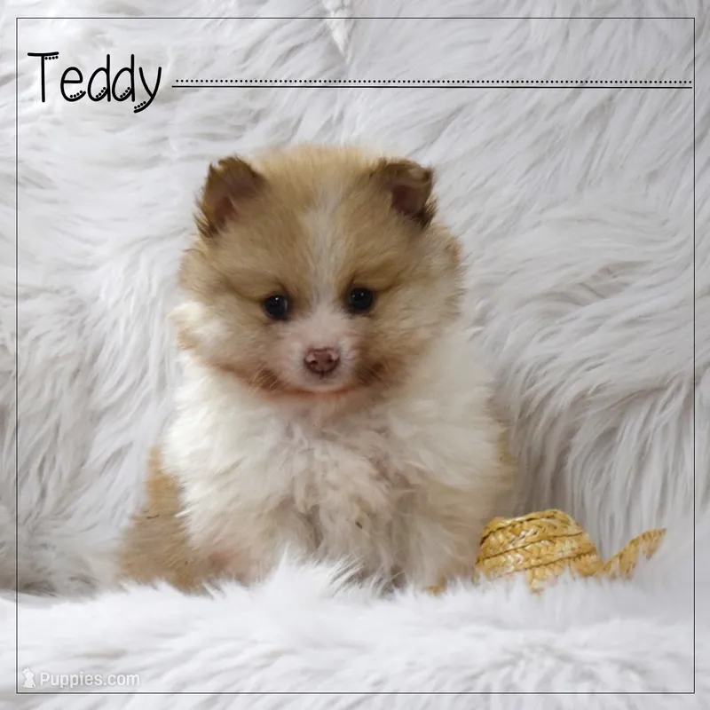 Teddy
