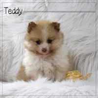 Teddy, a male Pomeranian for sale in Melvern, KS – Photo 1 of 7