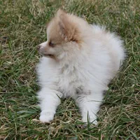 Teddy, a male Pomeranian for sale in Melvern, KS – Photo 7 of 10