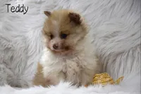 Teddy, a male Pomeranian for sale in Melvern, KS – Photo 2 of 7